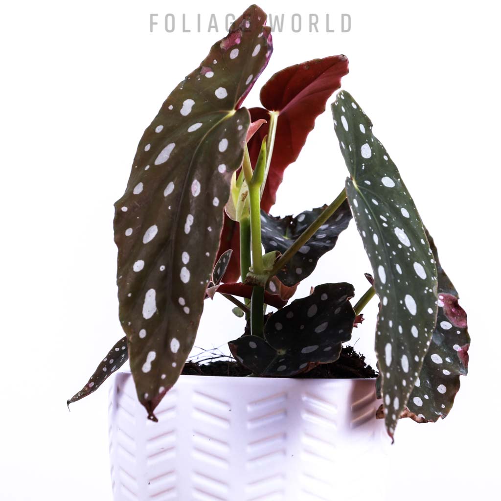 Begonia Maculata Wightii