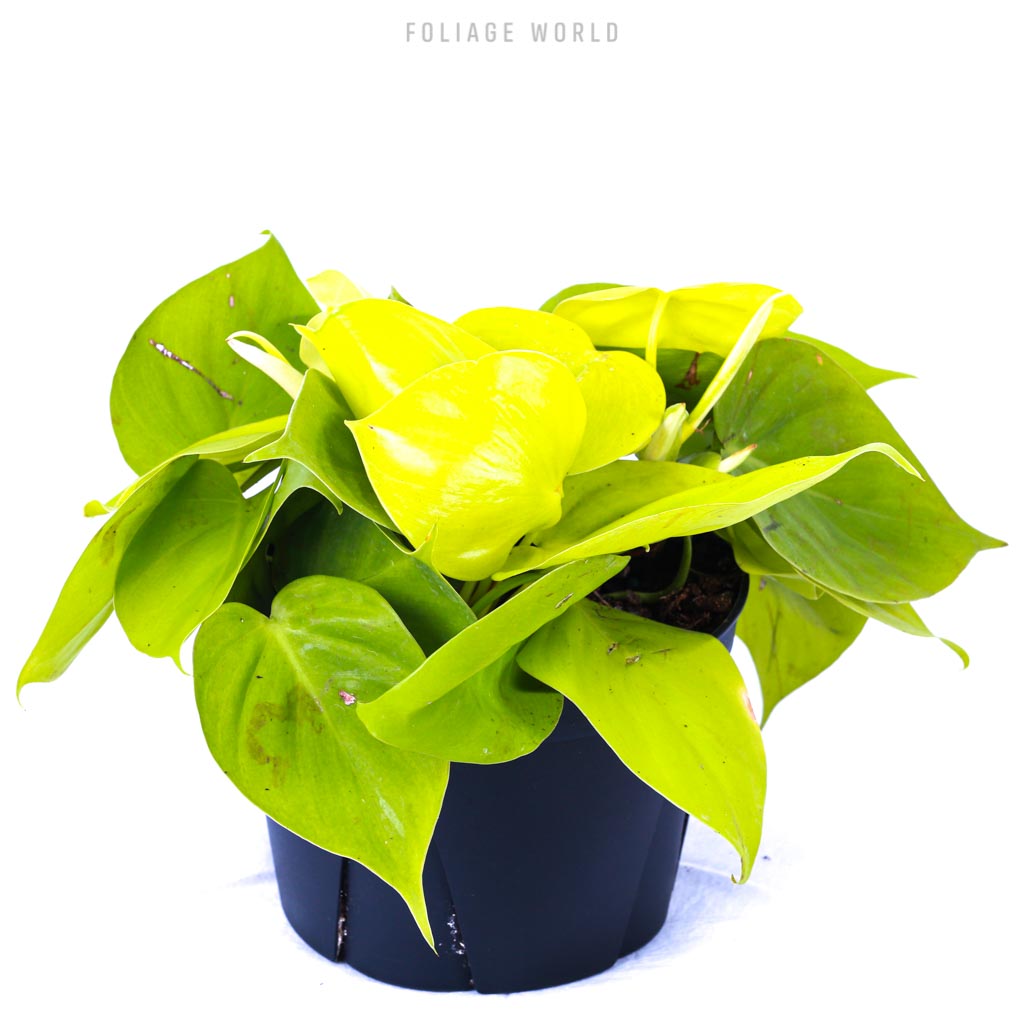 Philodendron Cordatum Neon  Foliage World