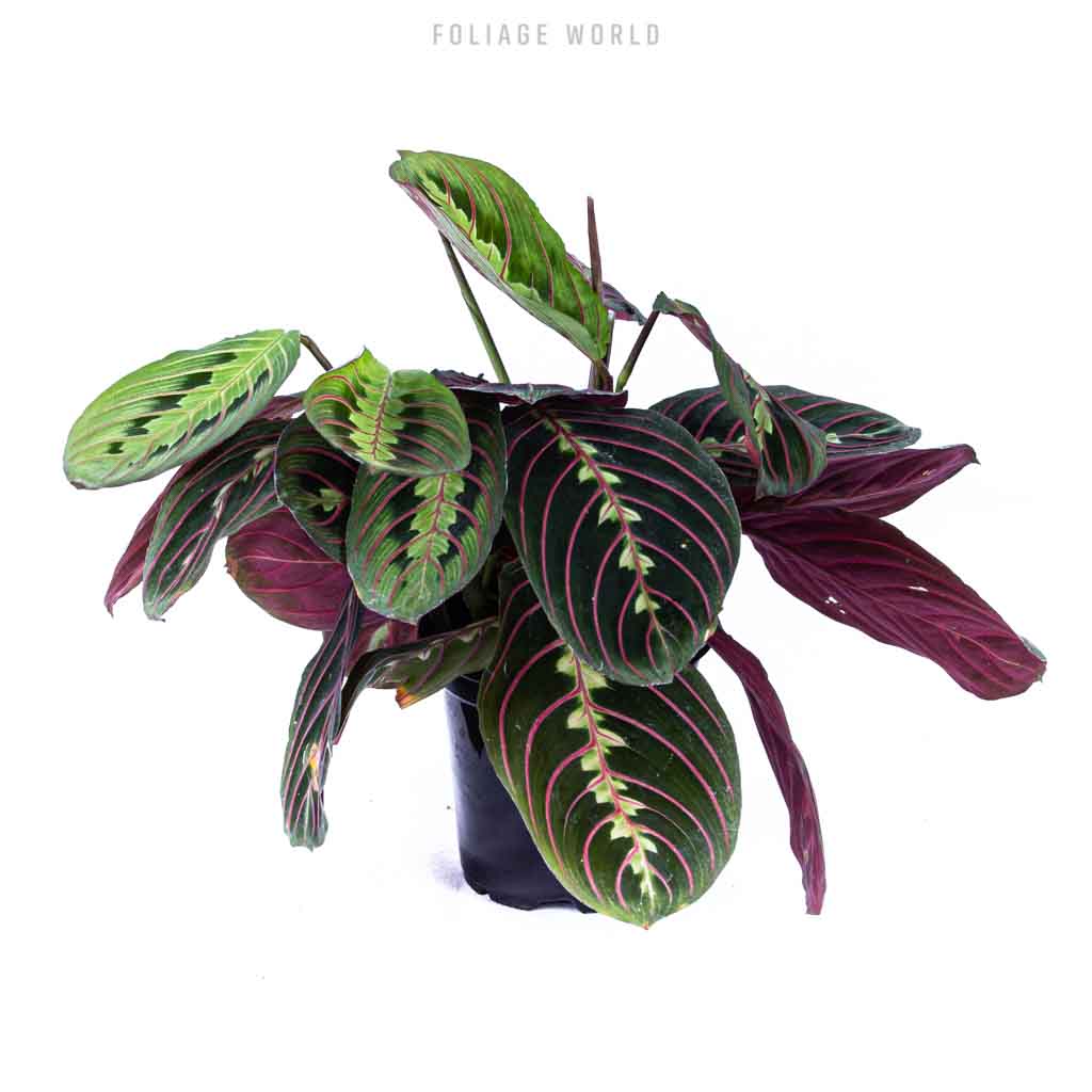Maranta Red Prayer Plant  Foliage World
