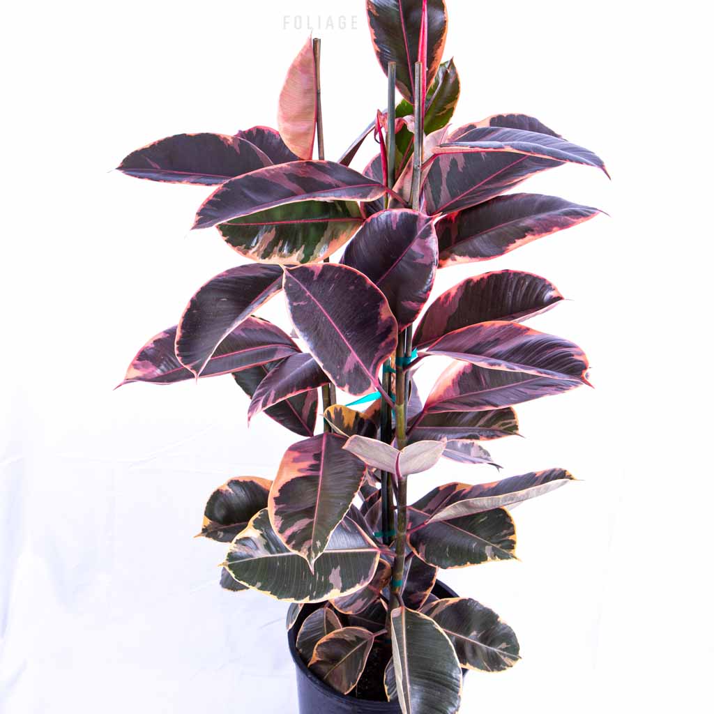 olivenbaum knorriger stamm Olivenbaum – Olea europaea 'Tusco' (Classico) – Blupf by Kitzinger main image 0