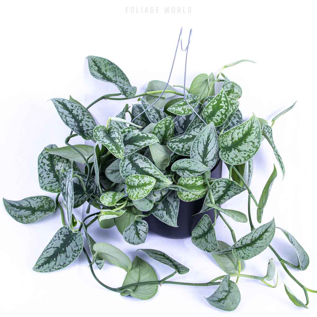 Scindapsus Pictus Exotica – Foliage World